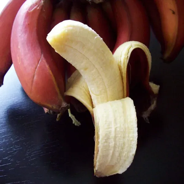 Red_Banana_Tissue_Caltured_Fruit_Plants_Tree1_-_2_Feet