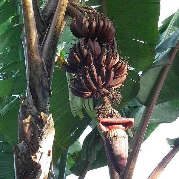 Red_Banana_Tissue_Caltured_Fruit_Plants_Tree1_-_2_Feet