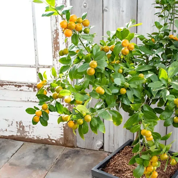 Cot_Sour_All_Time_Lemon_Nimbu_Fruit_Grafted_Plants_Tree1_-_2_Feet