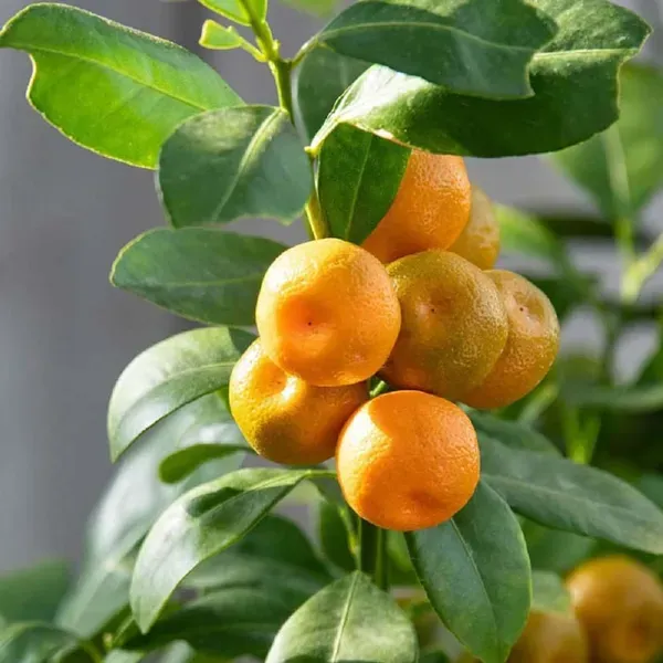 Cot_Sour_All_Time_Lemon_Nimbu_Fruit_Grafted_Plants_Tree1_-_2_Feet