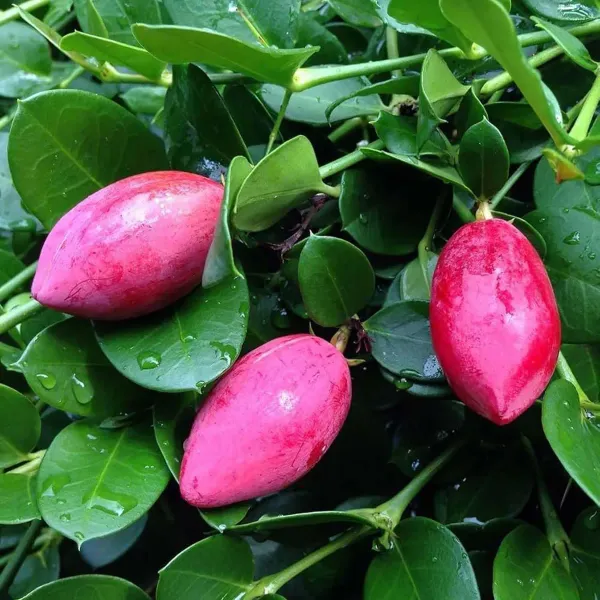 Thai_Sweet_Karonda_Carissa_Carandas_Cherry_Cherries_Fruit_Air_Layering