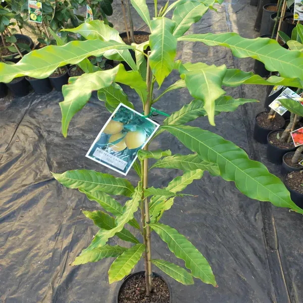 Abu_Abiu_Pouteria_Caimito_Fruit_Variety_Fruit_Plants_Tree1.5_-_3_Feet