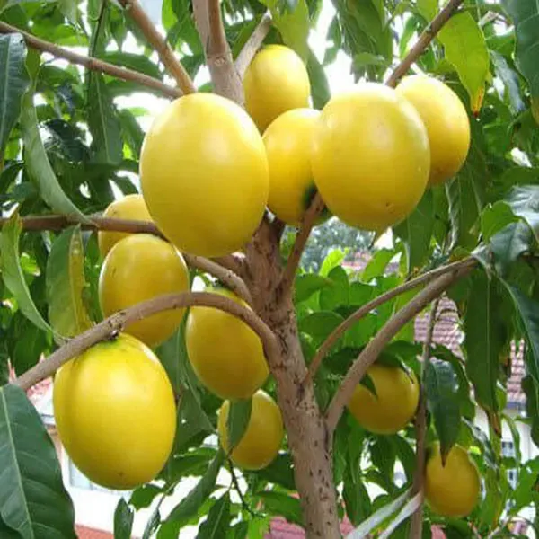Abu_Abiu_Pouteria_Caimito_Fruit_Variety_Fruit_Plants_Tree1.5_-_3_Feet