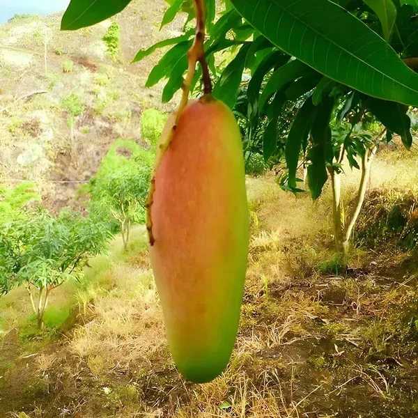 Red_Banana_Mango_Grafted_Aam_Fruit_Plants_Tree1.5_-_3_Feet