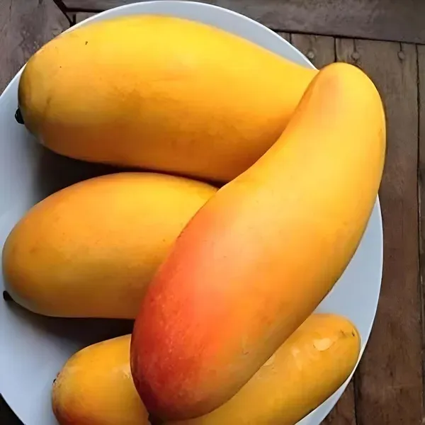 Red_Banana_Mango_Grafted_Aam_Fruit_Plants_Tree1.5_-_3_Feet
