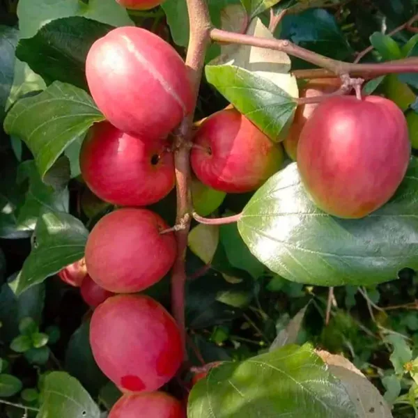 Red_Sundari_Apple_Ber_Jujube_Grafted_Fruit_Plant_1_-_2_Feet