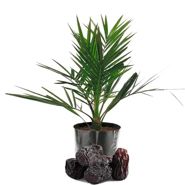 Dates_Palm_Ajwa_Khurma_Khajoor_Arabian_Dwarf_Fruit_Plants_Tree1.5_-_3_Feet
