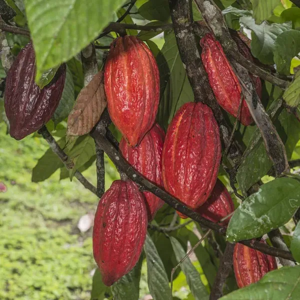 Cocoa_Chocolate_Fruit_Plants_Tree1.5_-_3_Feet