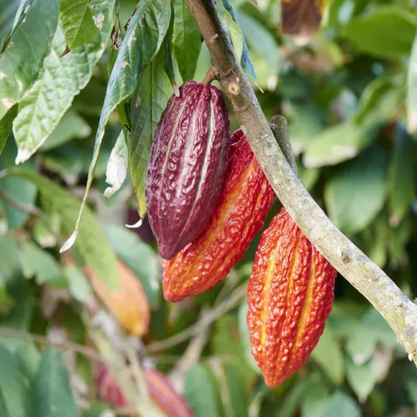 Cocoa_Chocolate_Fruit_Plants_Tree1.5_-_3_Feet