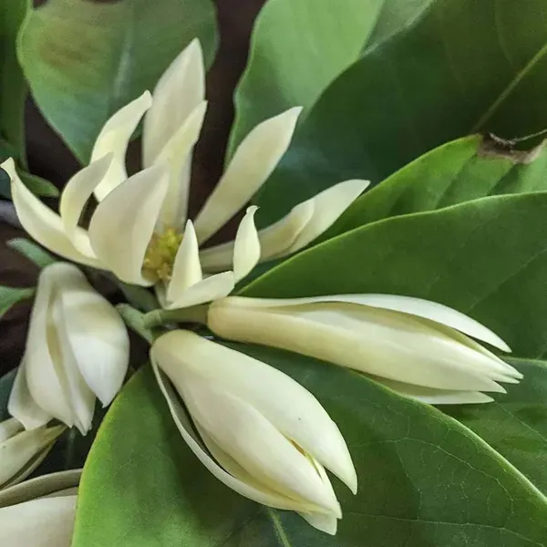 White_Colour_Swarna_Chapa_Michelia_Champaca_Flower_Plants_Tree1_-_2_Feet_S