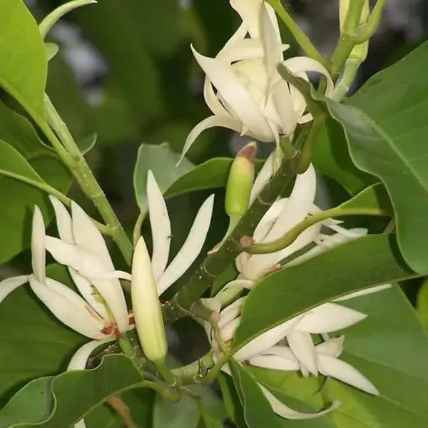 White_Colour_Swarna_Chapa_Michelia_Champaca_Flower_Plants_Tree1_-_2_Feet_S