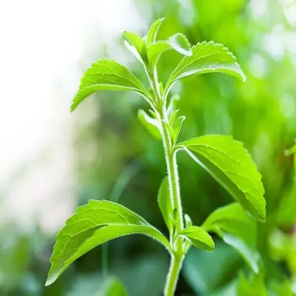 Stevia_Candy_Leaf_Medicinal_Plants_Tree1_-_2_Feet