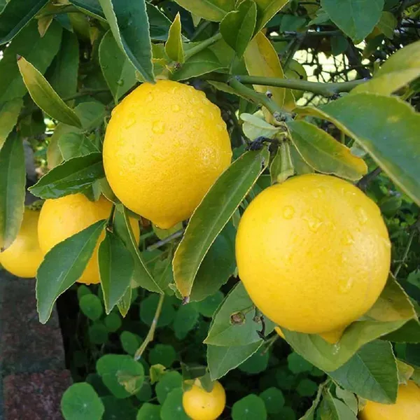 Balaji_Lemon_Nimbu_Fruit_Air_Layering_Grafted_Plants_Tree1_-_2_Feet