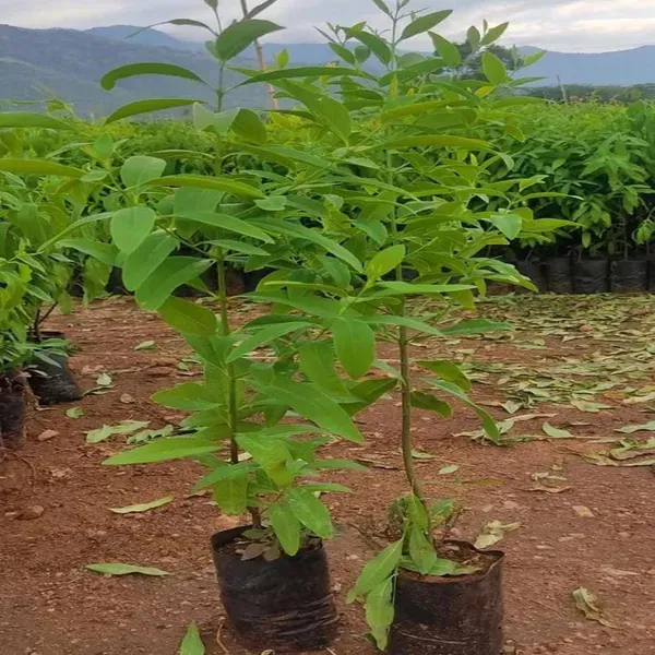 White_Sandalwood_Chandan_Avenue_Plants_Tree1.5_-_3_Feet