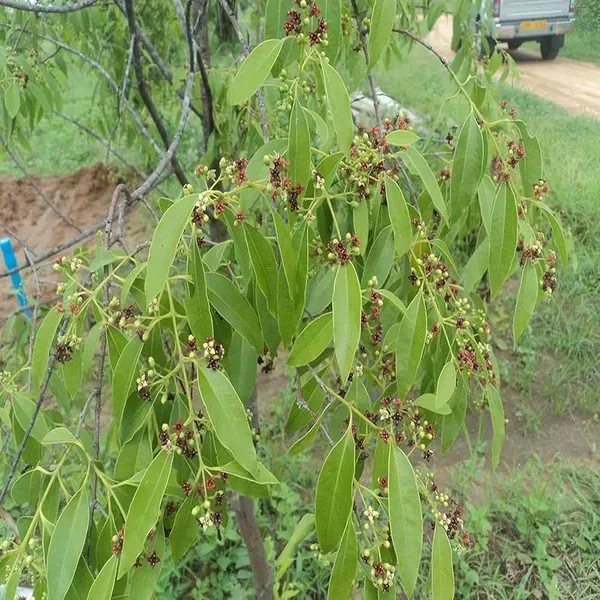 White_Sandalwood_Chandan_Avenue_Plants_Tree1.5_-_3_Feet