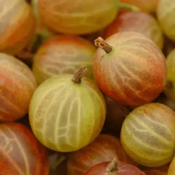 Thai_Red_Gooseberries_Amla_Amlaki_Fruit_Grafted_Plants_Tree1.5_-_3_Feet_Si