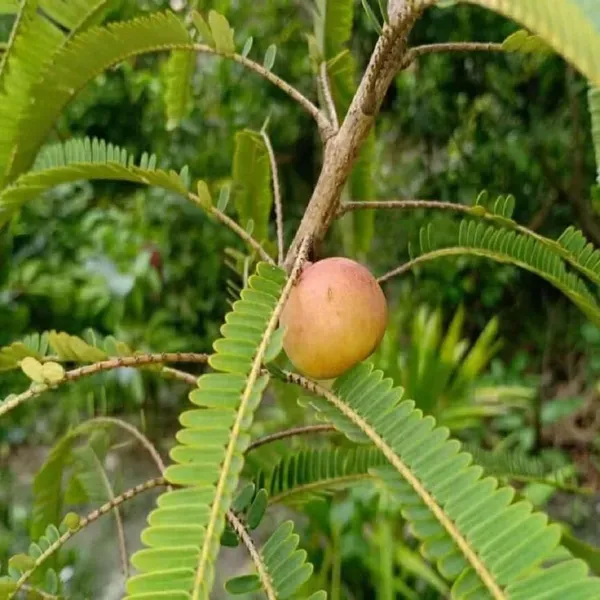 Thai_Red_Gooseberries_Amla_Amlaki_Fruit_Grafted_Plants_Tree1.5_-_3_Feet_Si