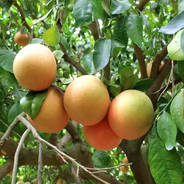 Star_Ruby_Grapefruit_Grafted_Fruit_Plants_Tree1.5_-_3_Feet