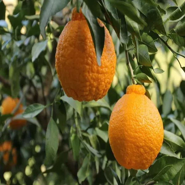 Dekopon_Orange_Grafted_Santra_Fruit_Plants_Tree1_-_2_Feet