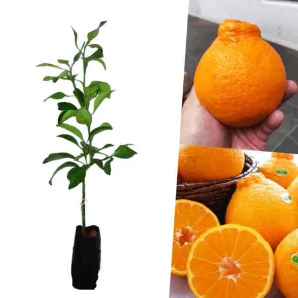 Dekopon_Orange_Grafted_Santra_Fruit_Plants_Tree1_-_2_Feet