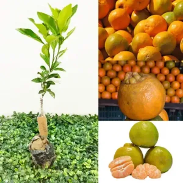 Dekopon_Orange_Grafted_Santra_Fruit_Plants_Tree1_-_2_Feet