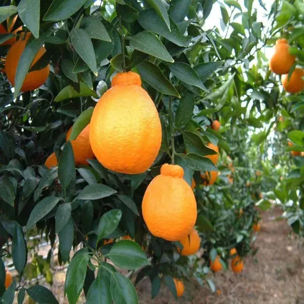 Dekopon_Orange_Grafted_Santra_Fruit_Plants_Tree1_-_2_Feet