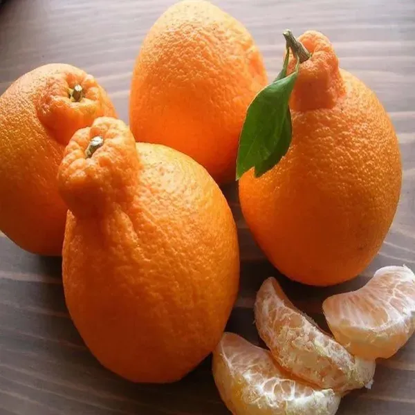 Dekopon_Orange_Grafted_Santra_Fruit_Plants_Tree1_-_2_Feet