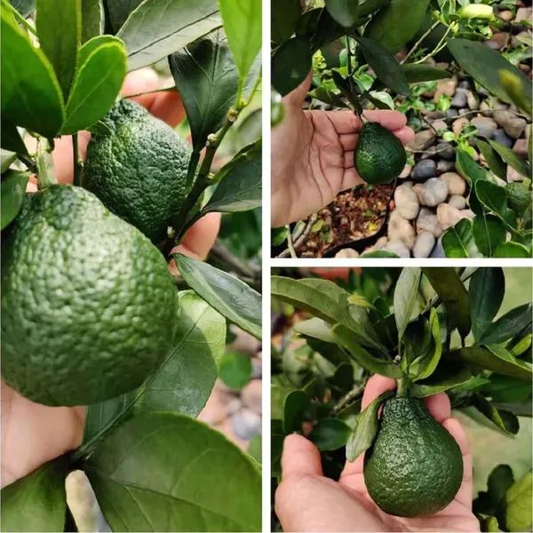 Dekopon_Orange_Grafted_Santra_Fruit_Plants_Tree1_-_2_Feet