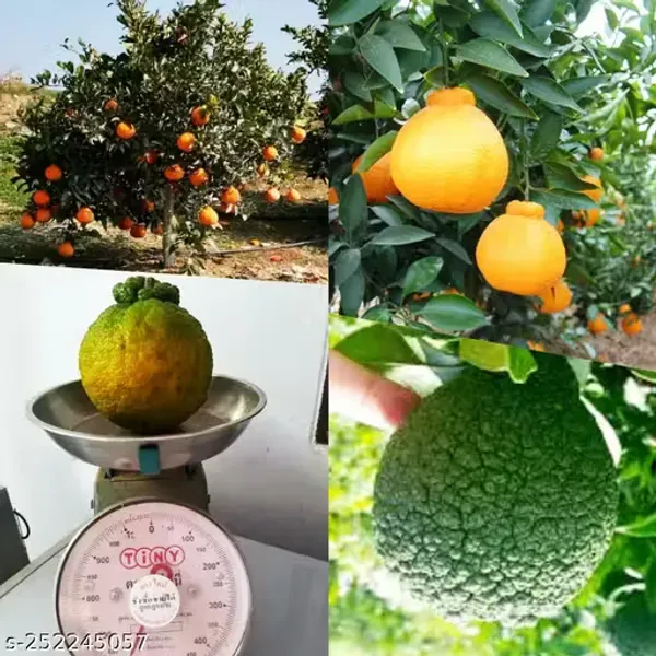 Dekopon_Orange_Grafted_Santra_Fruit_Plants_Tree1_-_2_Feet