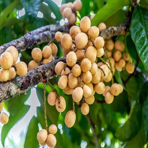 Lotkon_Kafai_Mooti_Fruit_Plants_Tree1.5_-_3_Feet