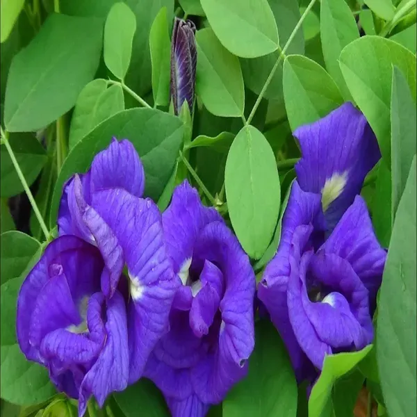 Nill_Kantho_Flower_Plants_Tree1_-_2_Feet