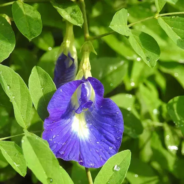 Nill_Kantho_Flower_Plants_Tree1_-_2_Feet