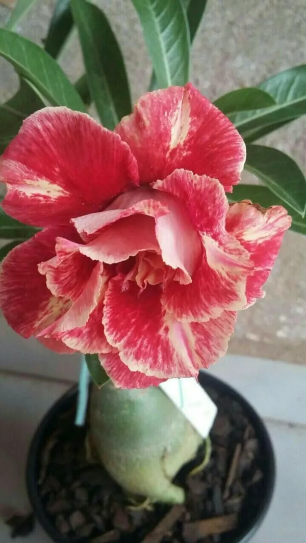 Rosey_Verity_Adenium_Grafted_Flowers_Plant