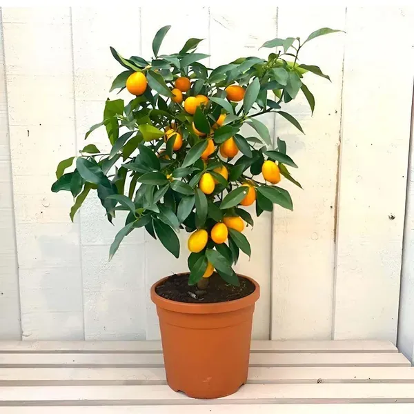 Sweet_Thai_Kumquat_Lemon_Nimbu_Fruit_Grafted_Plants_Tree1_-_2_Feet