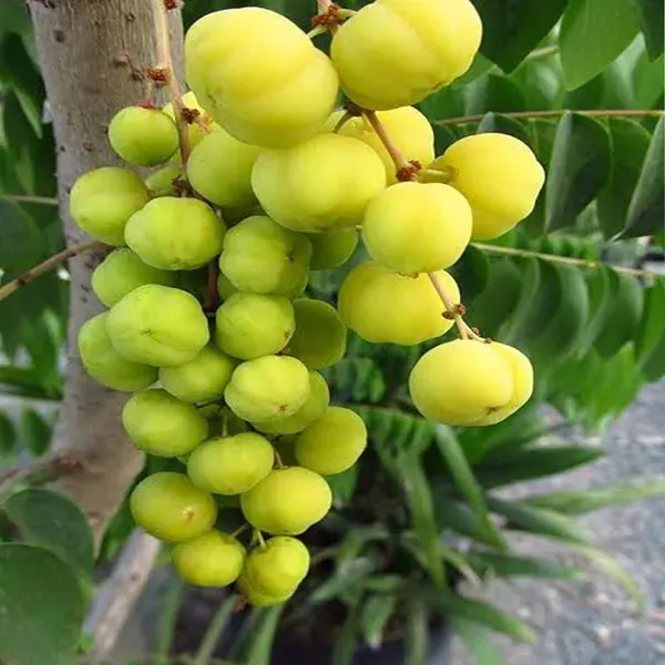 Indian_Star_Gooseberry_Arinelli_Noyal_Fruit_Plants_Tree1.5_-_3_Feet