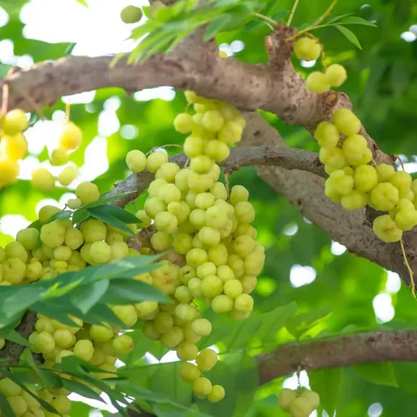 Indian_Star_Gooseberry_Arinelli_Noyal_Fruit_Plants_Tree1.5_-_3_Feet