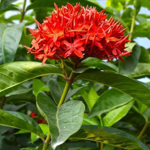 Red_Colour_Ixora_Rukmini_Rangan_Flower_Plants_Tree1_-_2_Feet