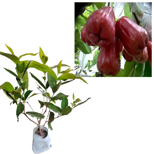 Red_Malay_Wax_Apple_Water_Apple_Java_Apple_Fruit_Air_Layering_Grafted_Plant