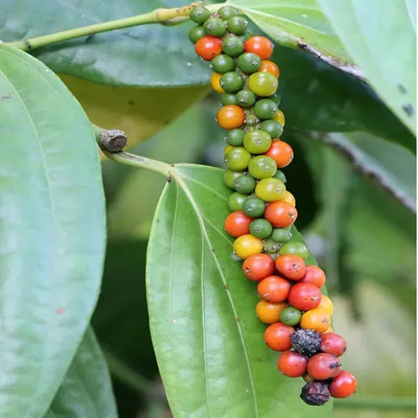 Black_Pepper_Nigrum_Gol_Mirch_Kali_Mirch_Spice_Plants_Tree1_-_3_Feet