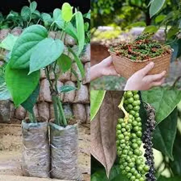 Black_Pepper_Nigrum_Gol_Mirch_Kali_Mirch_Spice_Plants_Tree1_-_3_Feet