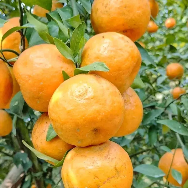 Nagpur_Mandarin_Orange_All_Time_Grafted_Santra_Fruit_Plants_Tree1_-_2_Feet