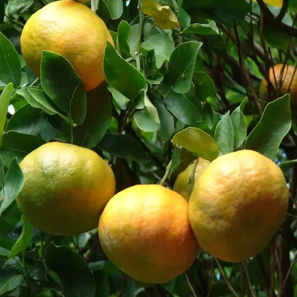 Nagpur_Mandarin_Orange_All_Time_Grafted_Santra_Fruit_Plants_Tree1_-_2_Feet