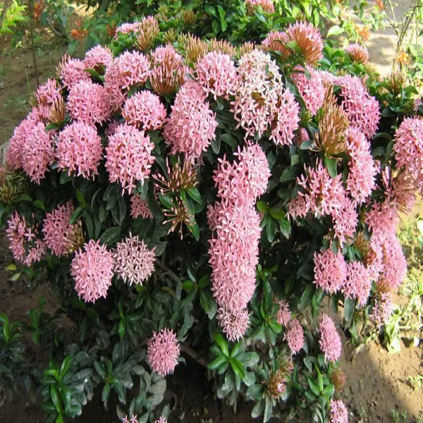 Pink_Colour_Ixora_Rukmini_Rangan_Flower_Plants_Tree1_-_2_Feet