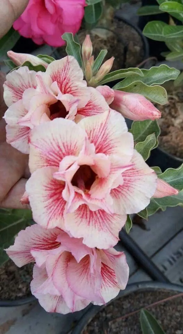 Rosey_Verity_Adenium_Grafted_Flowers_Plant