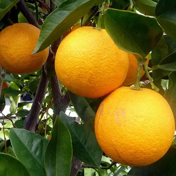 Cara_Cara_Navel_Orange_Grafted_Santra_Fruit_Plants_Tree1_-_2_Feet