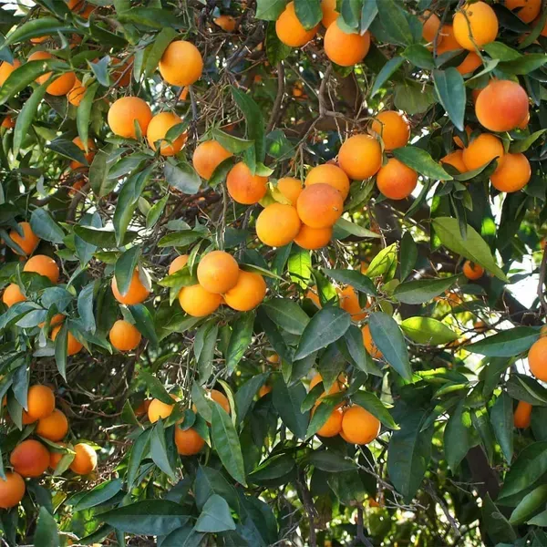 Blood_Orange_Grafted_Santra_Fruit_Plants_Tree1_-_2_Feet
