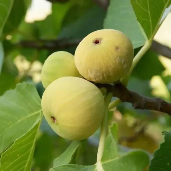 Yellow_Excel_Anjeer_Fig_Fruit_Air_Layering_Grafted_Plants_Tree1_-_2_Feet
