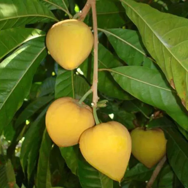 Egg_Fruits_Fruit_Plants_Tree1.5_-_3_Feet