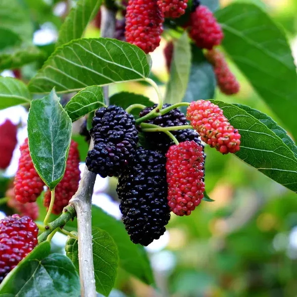 Mulberry_Shahtoot_All_Time_Fruit_Air_Layering_Grafted_Plants_Tree_1.5_-_3