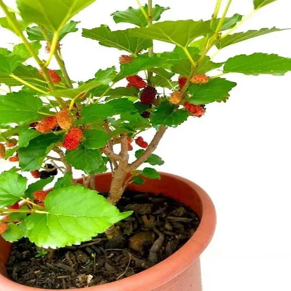 Mulberry_Shahtoot_All_Time_Fruit_Air_Layering_Grafted_Plants_Tree_1.5_-_3